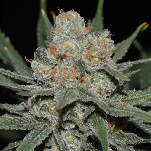 Nevil Bilbo Auto Feminised Seeds