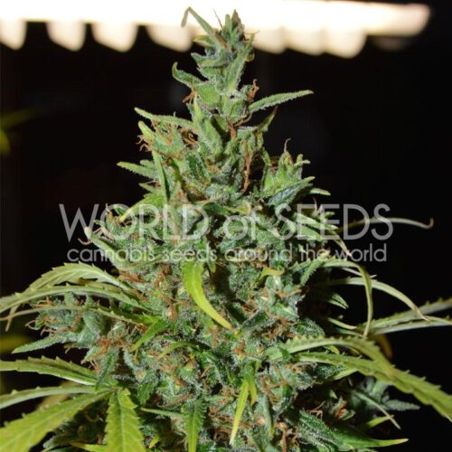 Neville Haze Ryder Auto Feminised Seeds