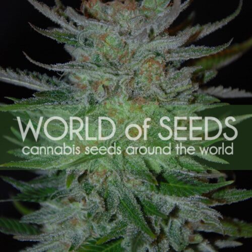 New York 47 Feminised Seeds
