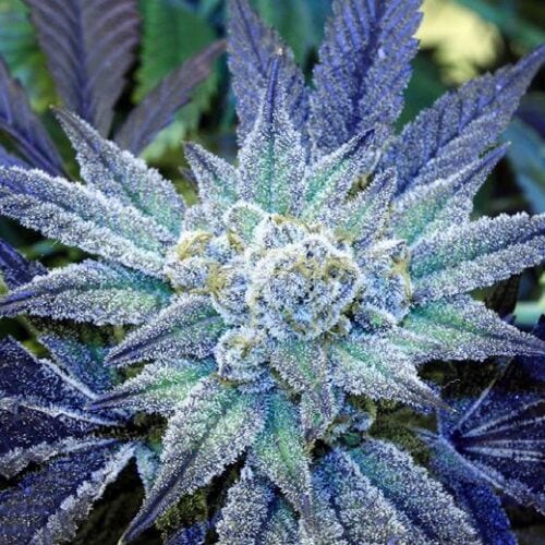 Night Terror OG Regular Seeds - 12