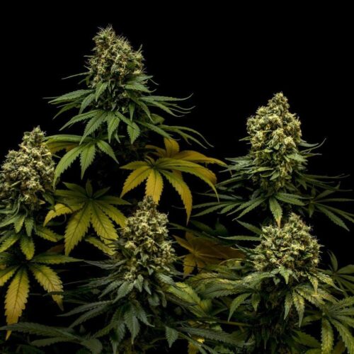 NL #5 x Critical Feminised Seeds