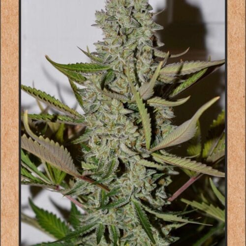 Northern Cheese Haze Auto Feminised Cannabis Seeds by Mephisto Genetics