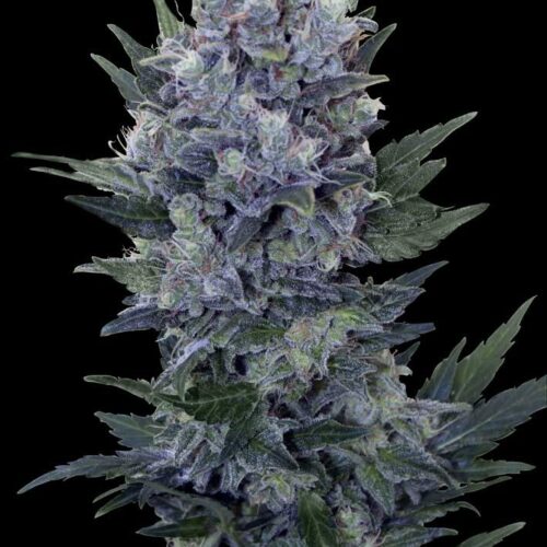 Northern Light Auto Feminised Seeds - RQS