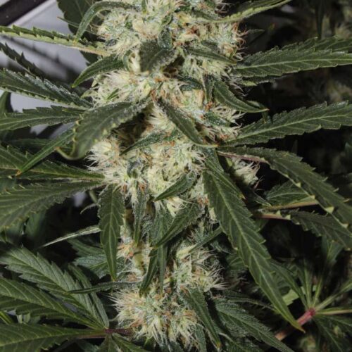 Northern Light Feminised Seeds - RQS