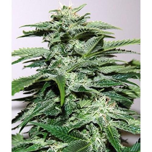 Northern Light Special - 5