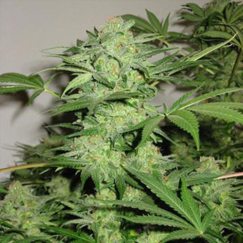 Northern Light Special REGULAR Seeds - 5