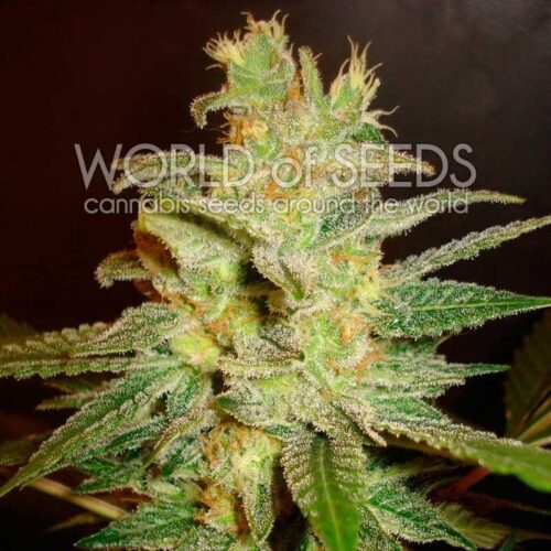 Northern Light x Big Bud Early Harvest Feminised Seeds
