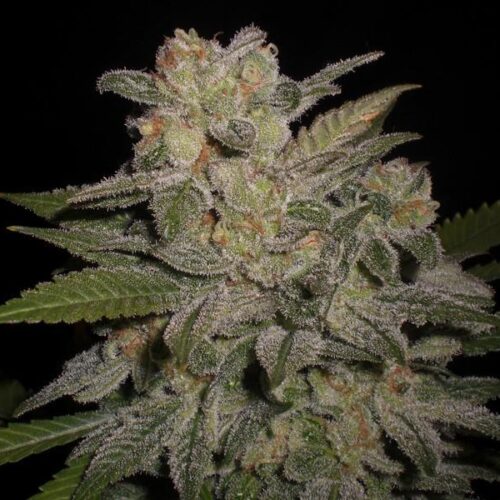 Northern Lights Auto Feminised Seeds - EXP