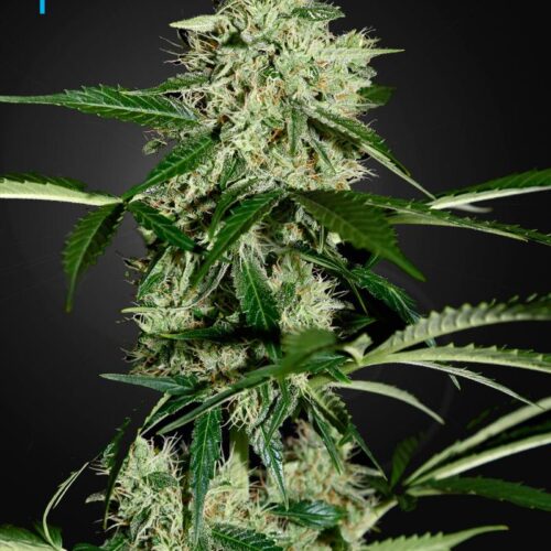 Northern Lights Auto Feminised Seeds