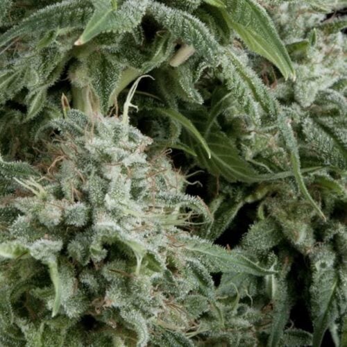 Northern Lights Auto Feminised Seeds - PYR
