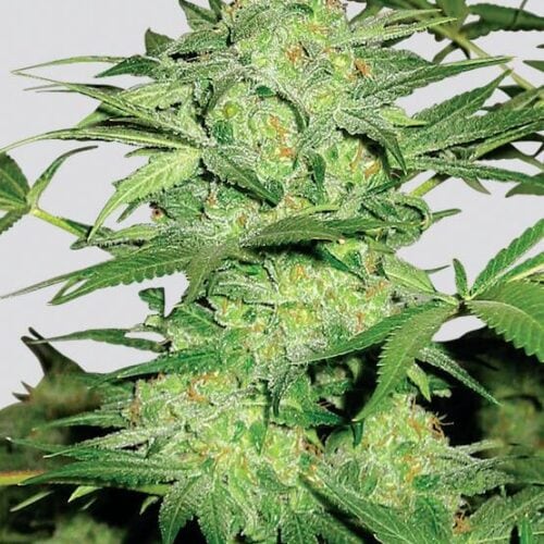 Northern Lights Regular Seeds NV - 10
