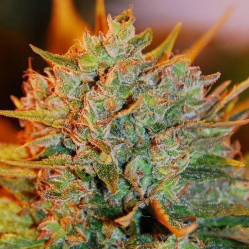 Northern Lights x Big Bud Auto Feminised Seeds