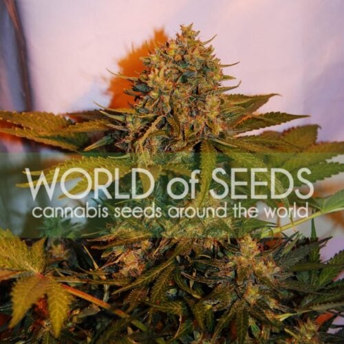 Northern Lights x Big Bud Ryder Auto Feminised Seeds