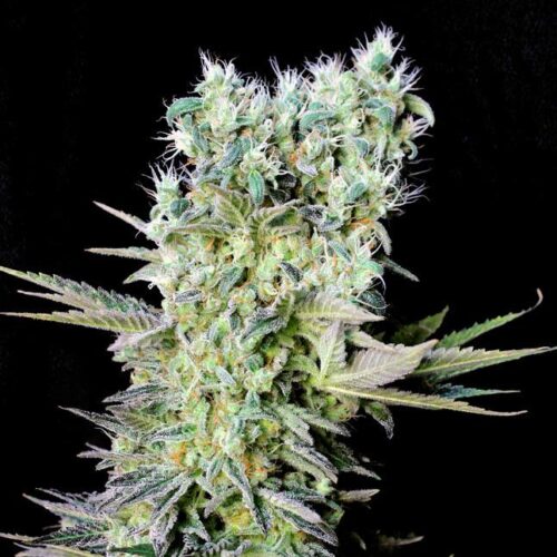 Northern Lights X Feminised Seeds