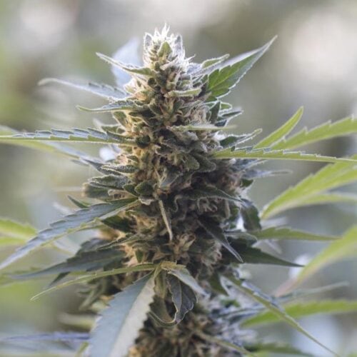 Northern Lights x Skunk Feminised Seeds by G13 Labs