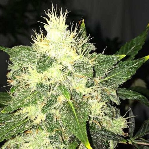 OG Kush Auto Feminised Seeds - 5