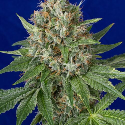 OG Kush Feminised Seeds - HDS