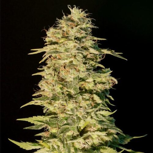 OG Lemon Bilbo Feminised Seeds