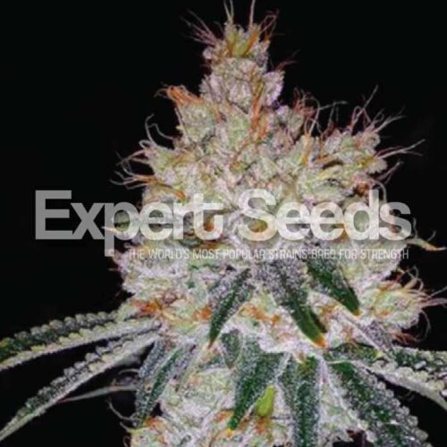 OGesus Auto Feminised Seeds