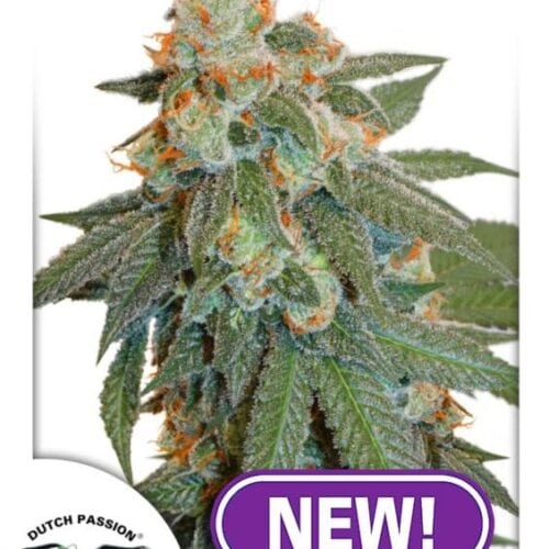 Orange Bud Auto Feminised Cannabis Seeds by Dutch Passion