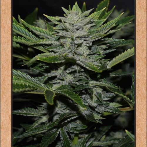 Orange Diesel Auto Feminised Seeds