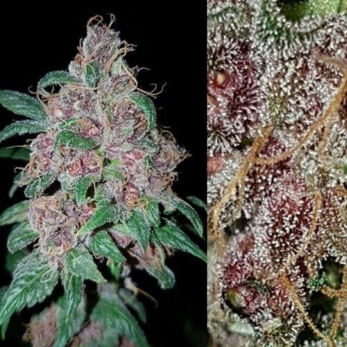 Orange Purple Berry Regular Seeds