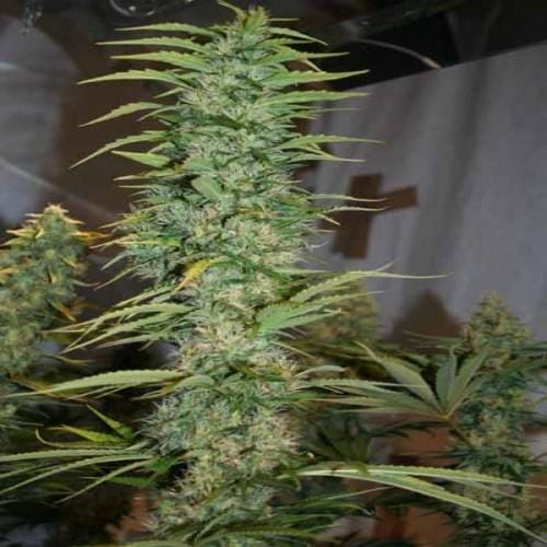 Orient Express Feminised Seeds - Image 2