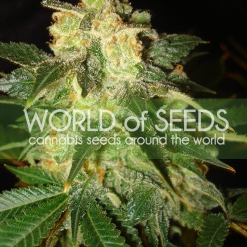 Pakistan Ryder Auto Feminised Seeds