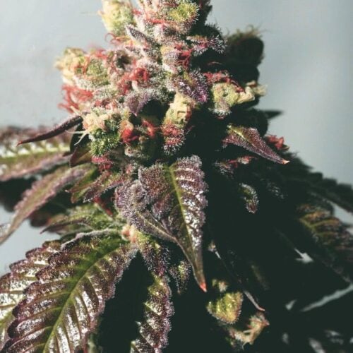 Passion Berry Feminised Seeds (Gold Collection) - 6