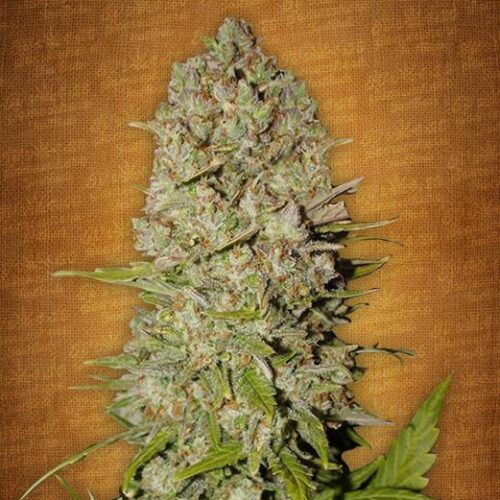 Pineapple Express Auto Feminised Seeds - FB