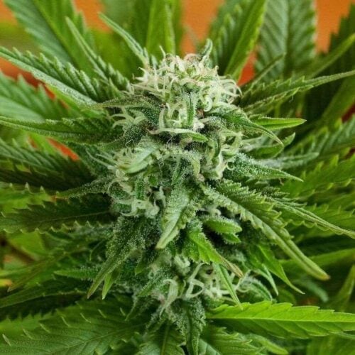 Pineapple Express Auto Feminised