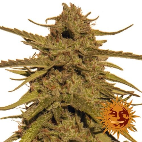 Pineapple Haze Regular Seeds - 10