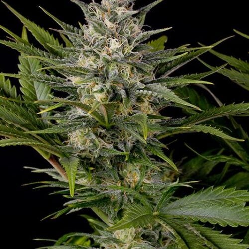 Pineapple Skunk Feminised Cannabis Seeds by Humboldt Seed Organization