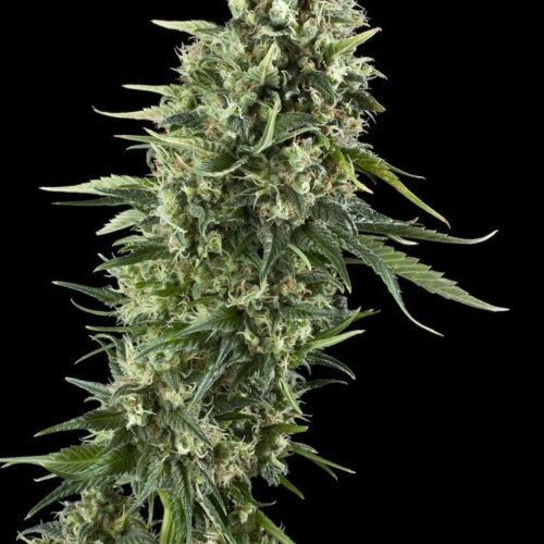 Power Flower Feminised Seeds