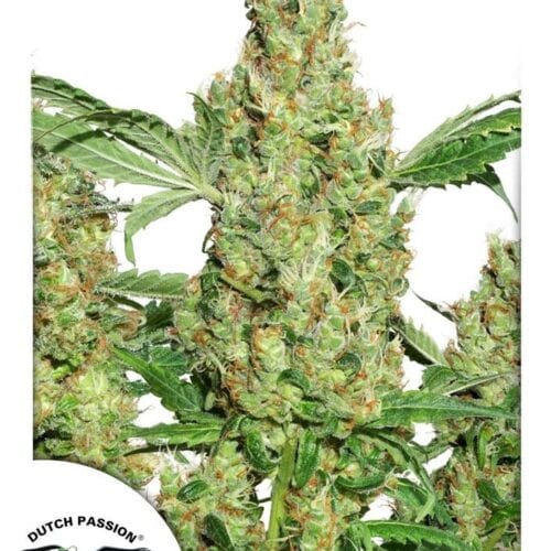 Power Plant Regular Seeds - 10