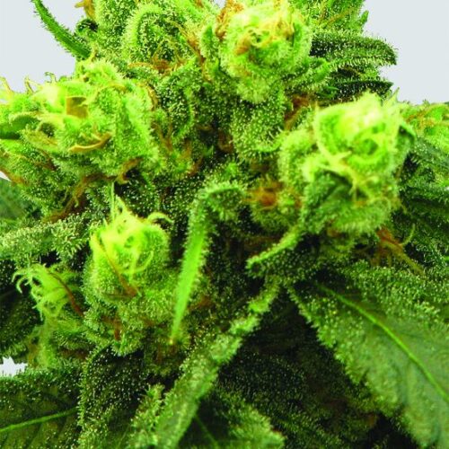 Pre - 99 Big Bud Feminised Seeds - 5
