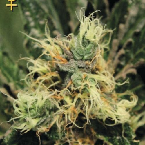 Pure Kush Feminised Seeds