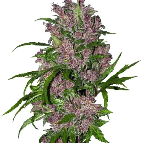 Purple Bud Auto Feminised Seeds