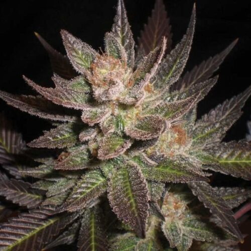 Purple Haze Feminised Seeds-5