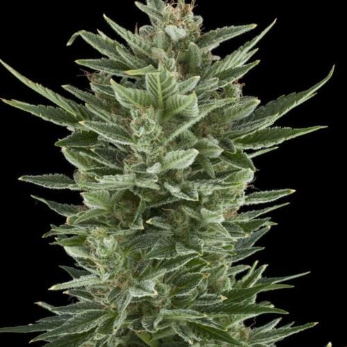 Quick One Auto Feminised Seeds