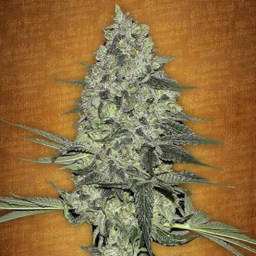 Rhino Ryder Auto Feminised Seeds