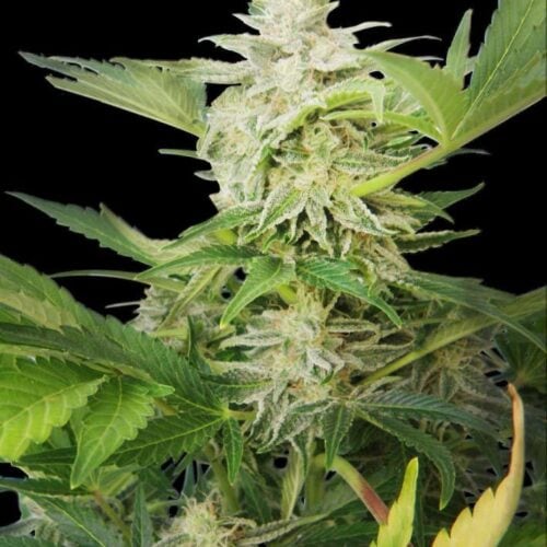Royal AK Auto Feminised Seeds