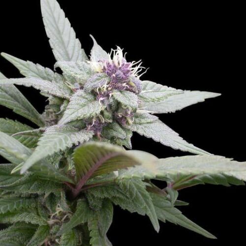 Royal Bluematic Auto Feminised Seeds