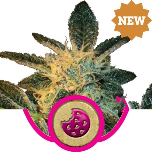 Royal Cookies Feminised Seeds