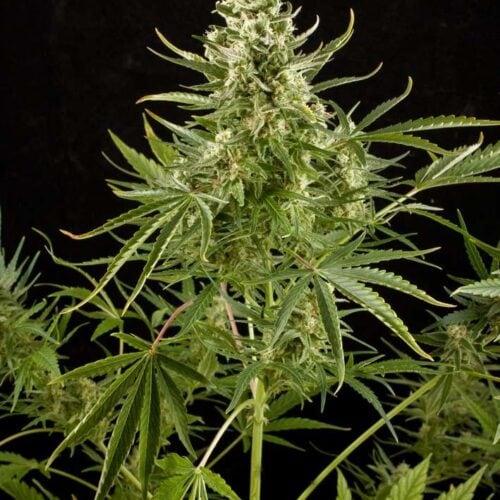 Royal Critical Auto Feminised Seeds