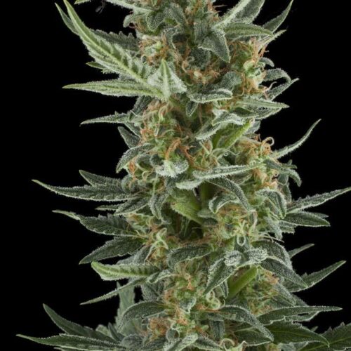 Royal Dwarf Auto Feminised Seeds
