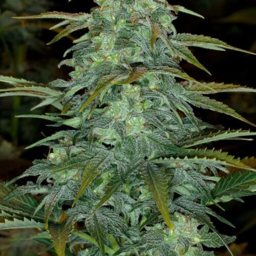 Royal Haze Auto Feminised Seeds