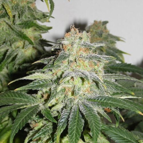 Russian Doll (Muneka Rusa) Feminised Seeds