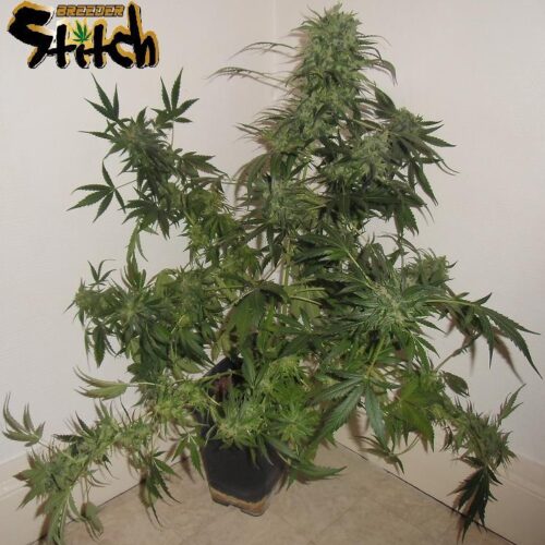 Russian Haze Autoflowering Feminised Seeds - 3
