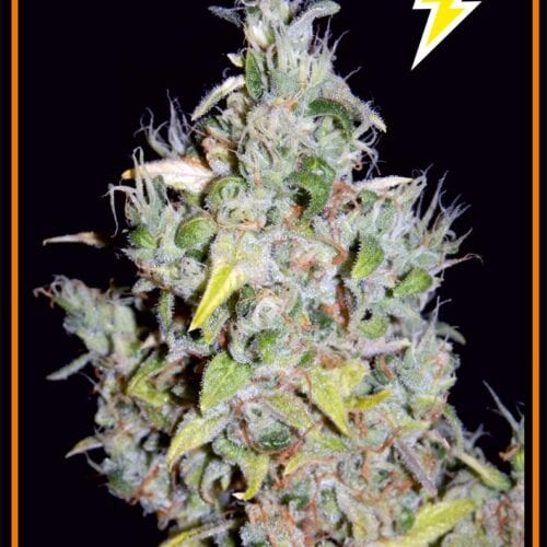 S.O.D.K Auto Feminised Seeds